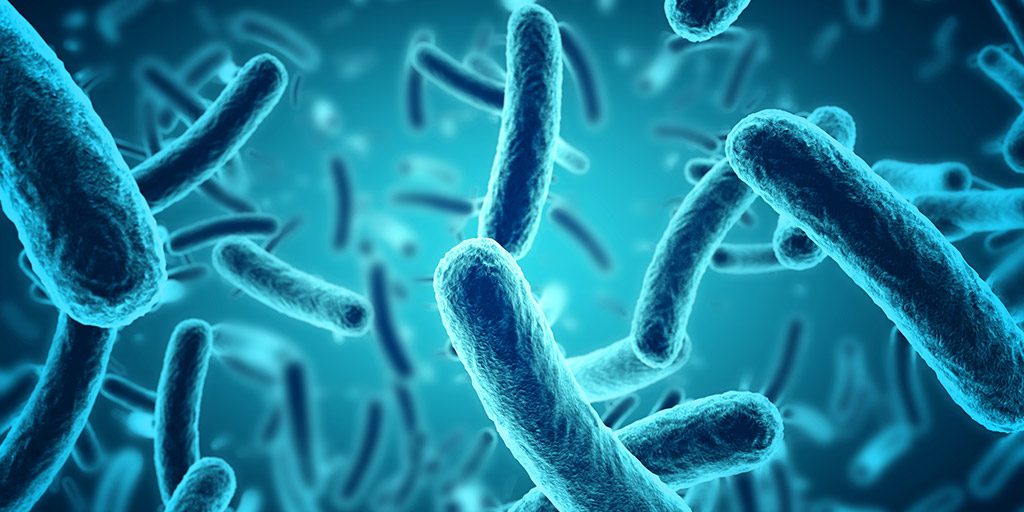 Bacterial-biofilms could help probiotics extraction